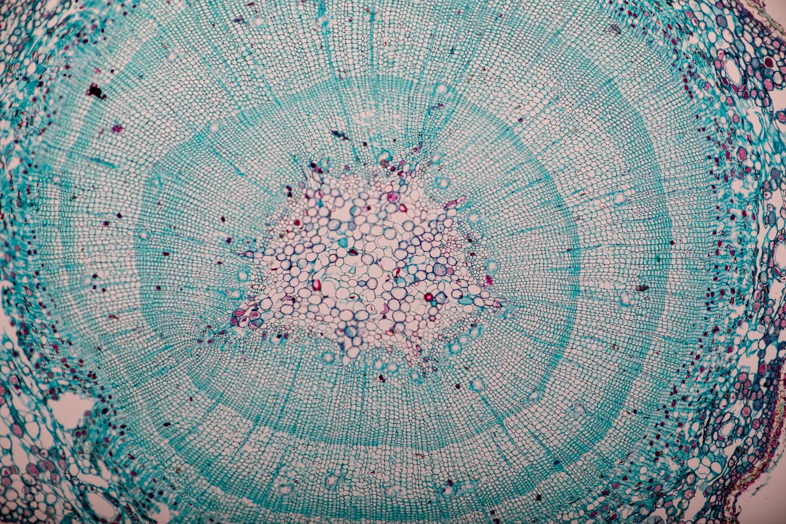 Microscopy cross-section representing Next-Generation MSC Therapy