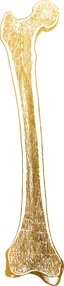 Femur bone illustration