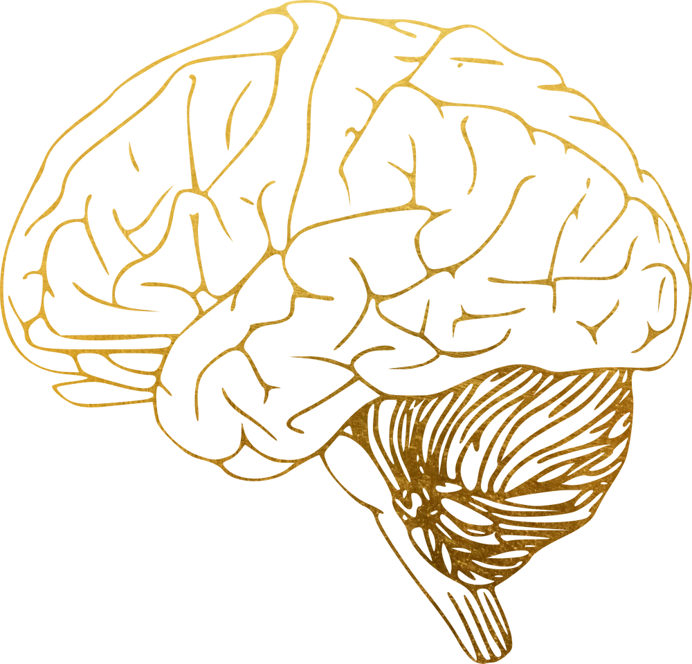 Gold line illustration of a human brain