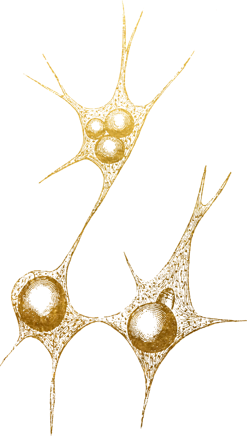 Cell cluster illustration