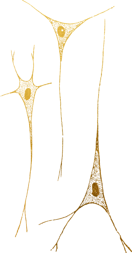 Illustration of stem cells