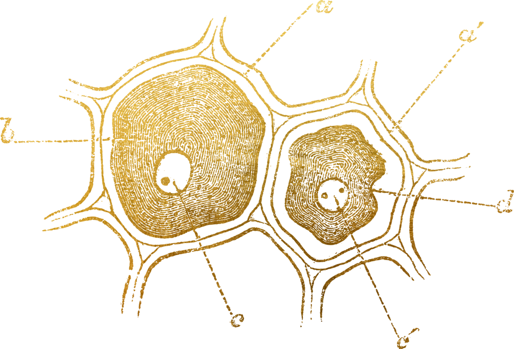 Glial cell illustration