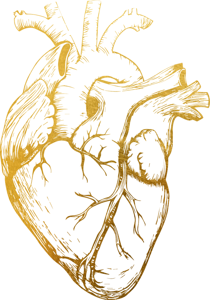 Heart illustration