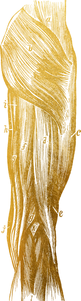 Illustration of muscle tissue