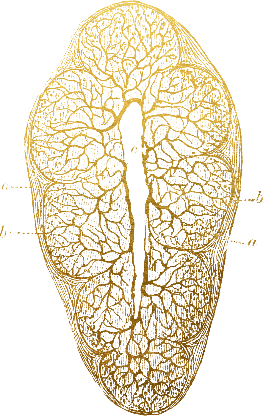 Organ cross-section illustration