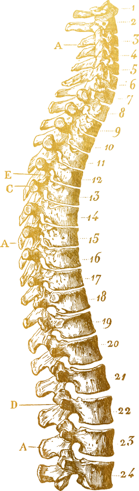 Illustration of a spine